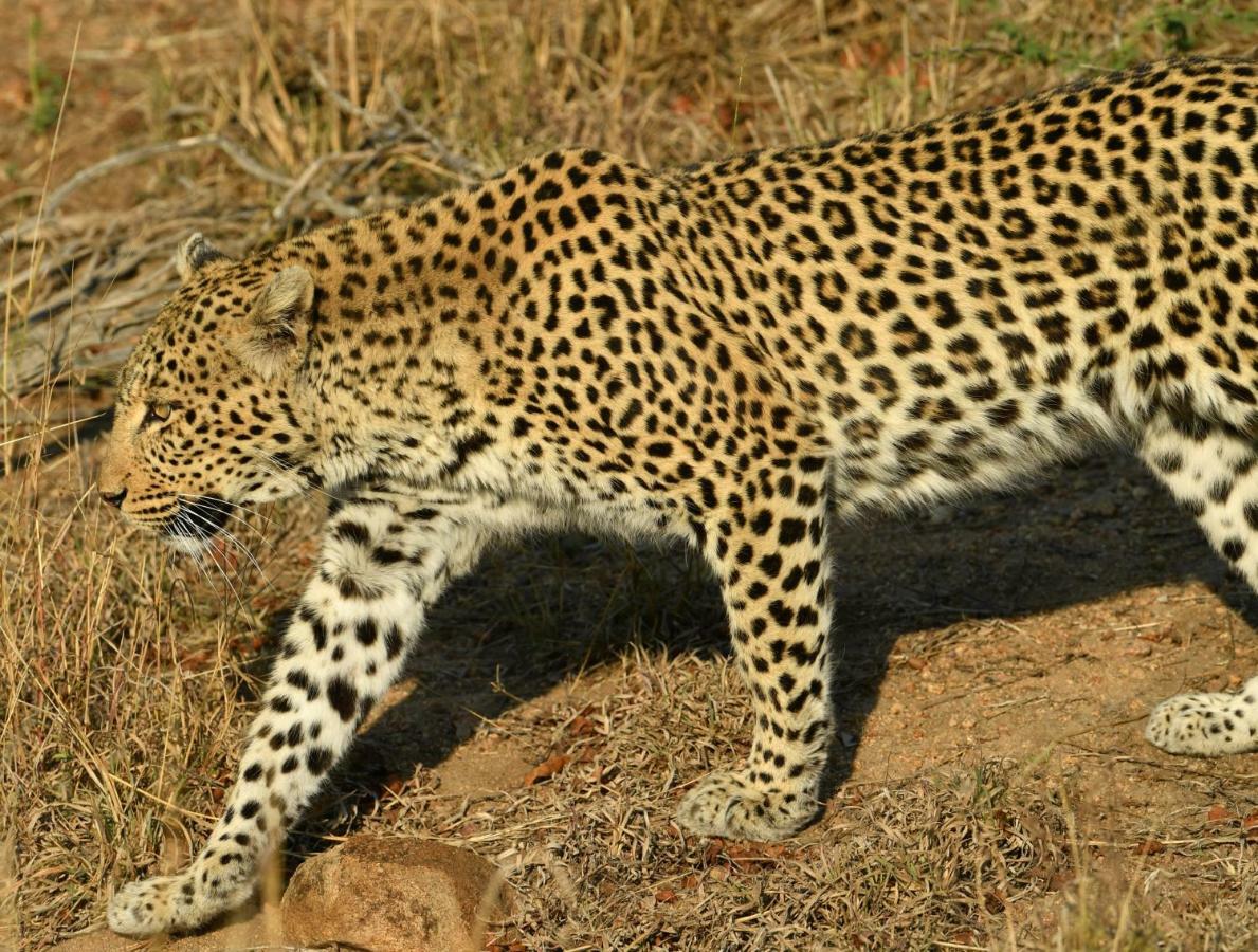 Bona Ngwenya Lodge & Safaris Marloth Park Kültér fotó