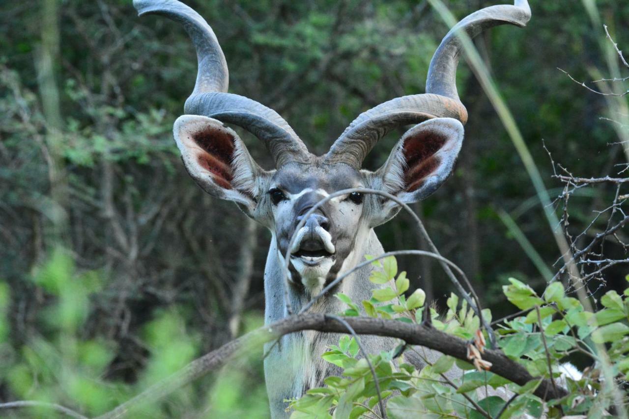 Bona Ngwenya Lodge & Safaris Marloth Park Kültér fotó