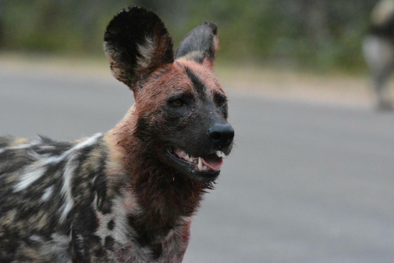 Bona Ngwenya Lodge & Safaris Marloth Park Kültér fotó