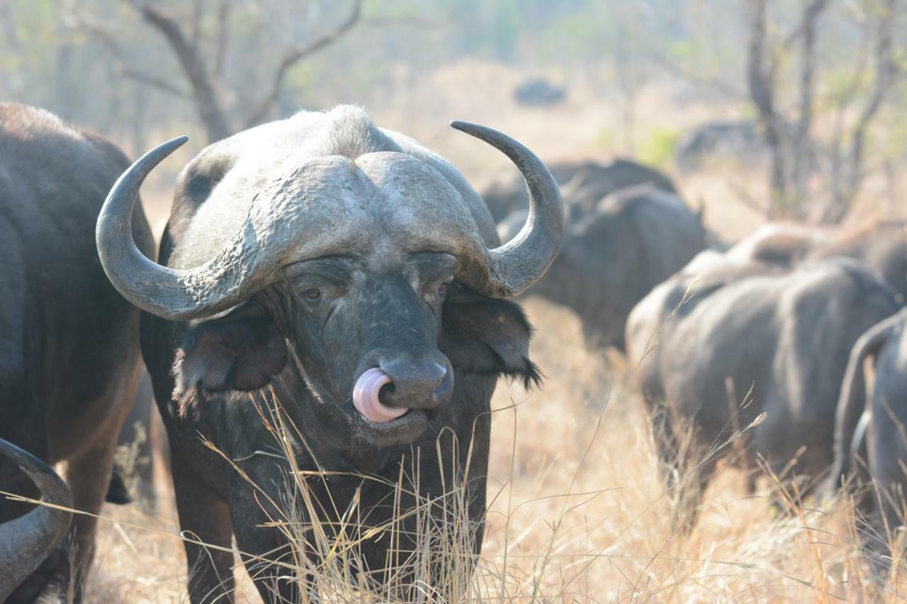 Bona Ngwenya Lodge & Safaris Marloth Park Kültér fotó