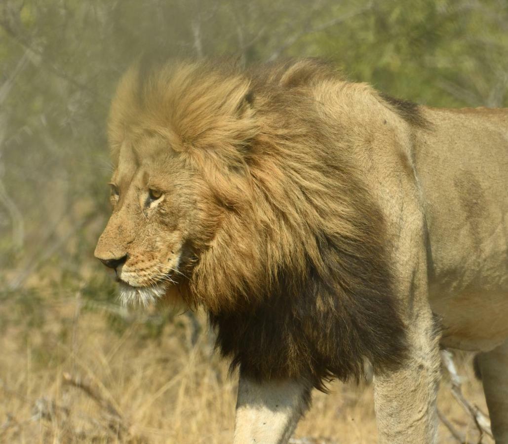 Bona Ngwenya Lodge & Safaris Marloth Park Kültér fotó